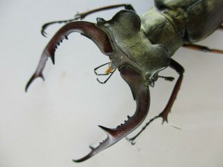 45550.  Lucanidae: Lucanus Fujitai.  Vietnam North.  56mm