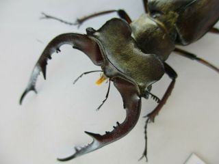 45591.  Lucanidae: Lucanus Fujitai.  Vietnam North.  57mm