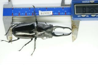 B19357 –lucanus,  Lucanide Ps.  ?? Beetles – Insects Ha Giang Vietnam 87mm??