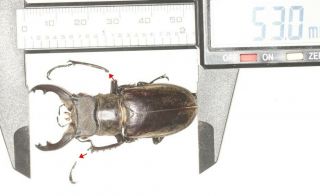 Lucanidae Lucanus Singularis 53mm Tibet