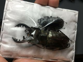 Rare Size Lucanus Maculifemoratus 73mm Pair Insect Beetle Specimen