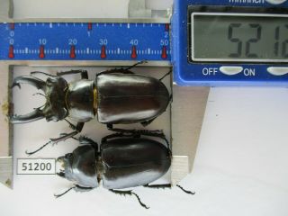 51200 Lucanidae: Lucanus Ngheanus Phuongi.  Vietnam Central.  52mm