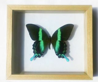 The Peacock Butterfly (papilio Blumei) In Display Box Frame: Insect Taxidermy