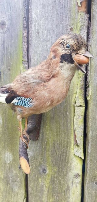Quality Taxidermy Eurasian Jay Crow Raven Goshaw Buzzard Eagle Peacock Hawk