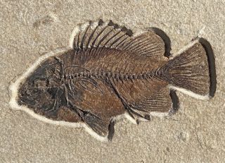 A Fossil Fish Cockerellites Liops From The Eocene Of Wyoming