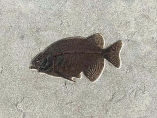 An Fossil Fish Phareodus Testis From The Eocene Of Wyoming