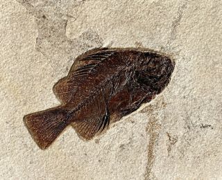 A Natural Fossil Fish Cockerellites Liops From The Eocene Of Wyoming