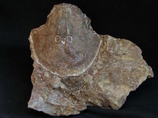 An Specimen Of Devonian Armored Fish Ukrainaspis Kozlowskii