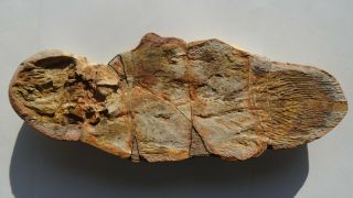 Coelacanth 43cm Giant Fish Fossil Rias 250 Mio Madagascar (co - 54 / 2776)
