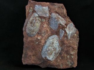 A Wonderful Devonian Armored Fish Pteraspids,  Podolaspis,  Zascinaspis And Kujdano