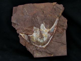 A Wonderful Devonian Armored Fish Victoraspis Longicornualis