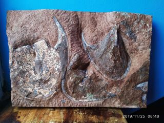 Devonian Fishes Zenaspis Podolica With Ukrainaspis Kozlowski,  Agnatha,  Bony Fish