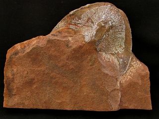 Rare Specimen Of Devonian Armored Fish Zychaspis Elegans