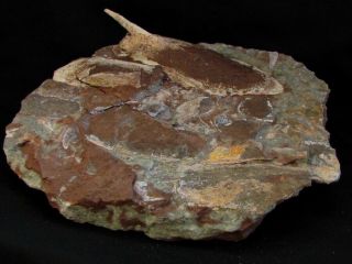 A Wonderful Devonian Armored Fish Pteraspids,  Larnovaspis Major