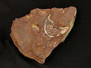 Rare Specimen Of Devonian Armored Fish Mimetaspis
