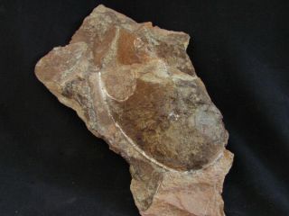 A Wonderful Specimen Of Devonian Armored Fish Cephalaspis