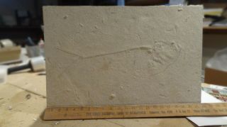 18 " Unprepared Diplomystus Specimen From The Green River Formation