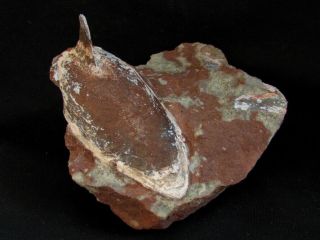 A Wonderful Devonian Armored Fish Pteraspids,  Podolaspis Podolica