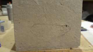 Unprepared 8 Inch Diplomystus Specimen From The Green River Formation