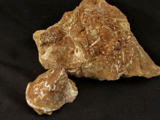Rare Example Of Devonian Fish Pattenaspis