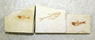 3 Fossil Fish From Wyoming • 1.  75,  1.  0,  0.  8 Inches Long • 1926n