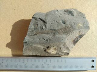 Fossil Fish Eomyctophum
