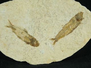 Two Small And Natural Knightia Fish Fossils From Wyoming 35.  9gr E