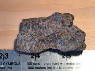 Fossil Partial Fish With Scales From Cretaceous Of Tx (north Sulpher River)