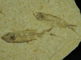 Two Small And Natural Knightia Fish Fossils From Wyoming 36.  1gr E