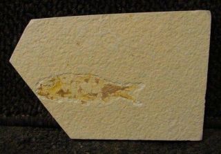 Fossil Fish Knightia Eocaena F2 Green River Fm.  Kes502