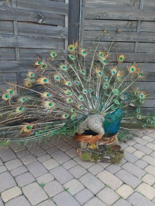 Peafowl Peacock Taxidermy Luxury Real Home Decor
