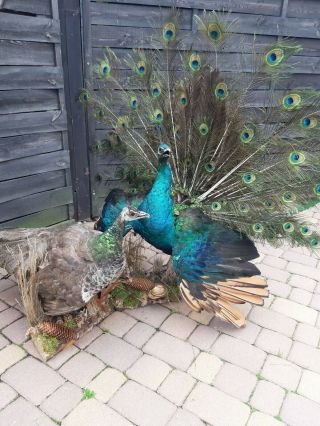 Pair Peafowl Peacock Taxidermy Luxury Real Home Decor