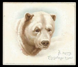 U17 - Polar Bear - Helena Maguire - Raphael Tuck - Victorian Xmas Card