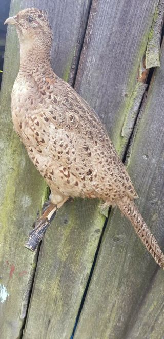 Taxidermy Wild Unknown Bird Pheasant Natural Home Decor Raven Peacock Crow Hawk