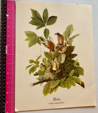 Vintage Fine Art Work Print Of Robin (turdus Migratorius) Bird Watchers