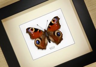 Peacock Inachis Io (aglais Io) Real Framed Butterfly Taxidermy Insect