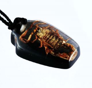 12pc Pop Insect Gold Scorpion Black Vase Style Pendants On In Here Scorpion