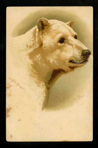 Artist Signed Postcard Maguire,  Polar Bear Raphael Tuck 6713 Animal Studies